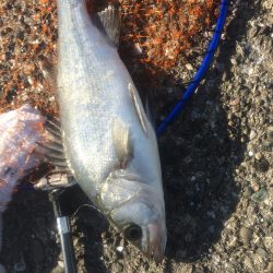 ヒラスズキとキスとイワシ♪